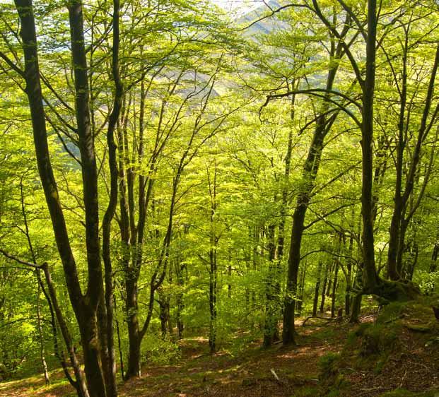 Objetivos Recuperar el área de ocupación potencial de los hayedos acidófilos y otros bosques seminaturales, mediante la sustitución de plantaciones comerciales de pino y eucalipto.