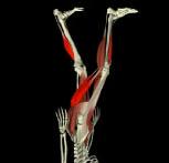 de cadera desaceleran la rotación del muslo.