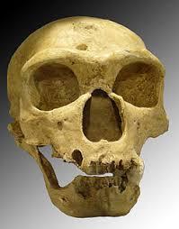 El hombre de Neandertal, u Homo neanderthalensis, habitó Europa y partes