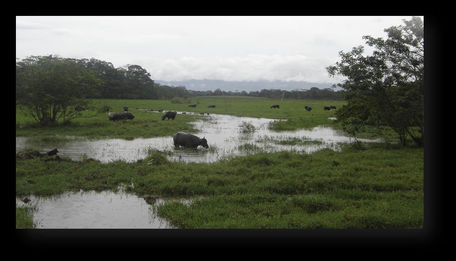Temas 1. Introducción 2. Definición agrocadenas 3. El búfalo en Costa Rica 4.