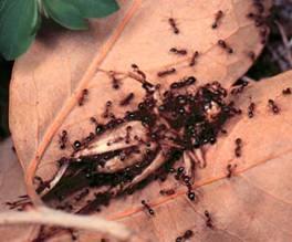 Ectatomma tuberculatum Depreda huevos de larvas de mariposas y escarabajos en cultivos de Palma. Depreda chinches en cultivos de Cacao. Pheidole spp. Depredan insectos en el suelo.