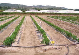 En Navarra, durante la campaña 2008 la superficie cultivada de tomate para industria fue de 2.241 hectáreas, con una media de 78,22 t/ha (Fuente AGRUCON).