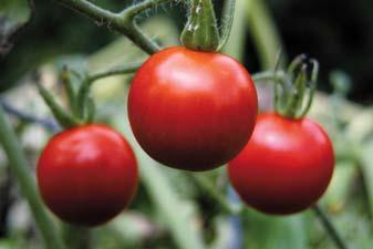 En Navarra, aproximadamente un 85% del tomate de industria se realiza sobre acolchado plástico negro y riego por goteo y con recolección mecanizada.