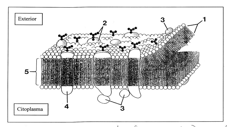 9. La figura següent és un dibuix que presenta l'organització molecular de la membrana plasmàtica: a.