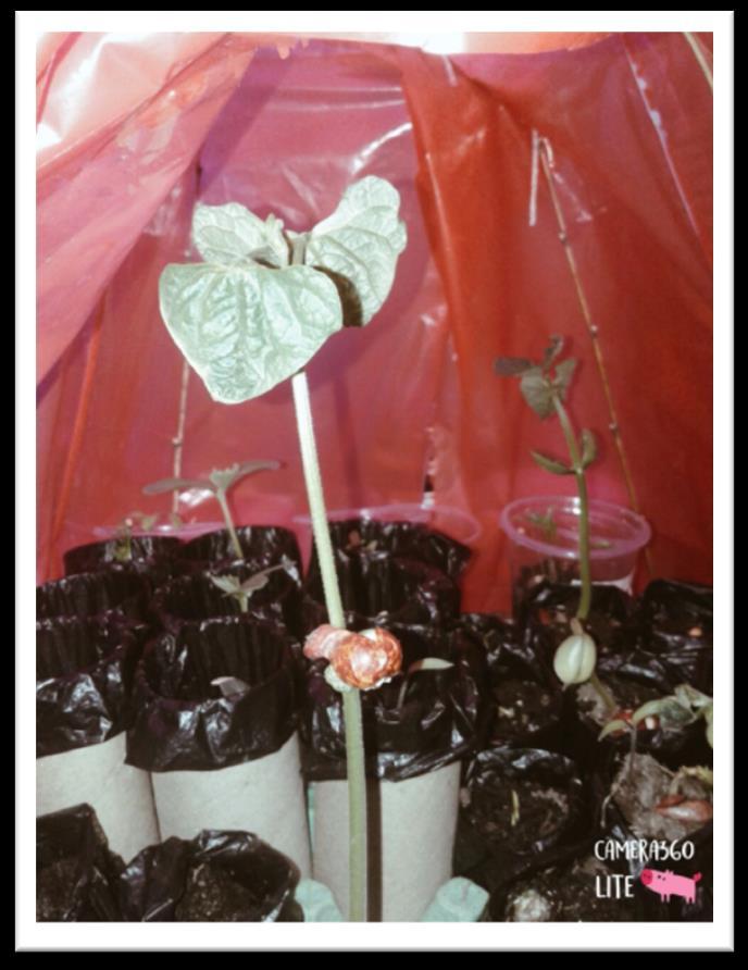 Proceso de trasplantar 1: Se rellenan las bolsas de polietileno con tierra abonada y se pasan las plantas del recipiente anterior (vasos) a las bolsas, teniendo cuidado de extraer la planta sin