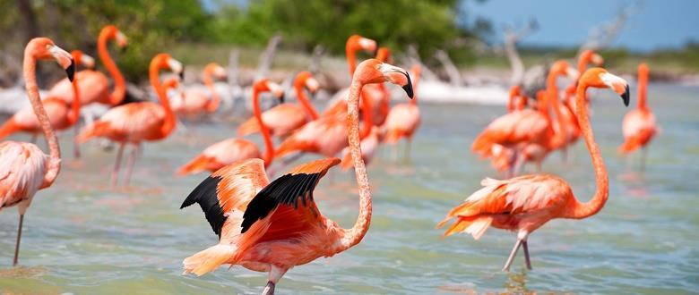 RÍA CELESTÚN En los manglares de la Reserva de la Biosfera Celestún podrán admirar un gran número de plantas, reptiles, mamíferos y