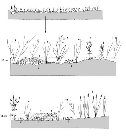 Fig. 10. Esquema de la vegetación asociada a la zona de barbechos inundados, en el punto 6 (véase fig.1). 1, Cladophora sp. y Spirogyra sp.