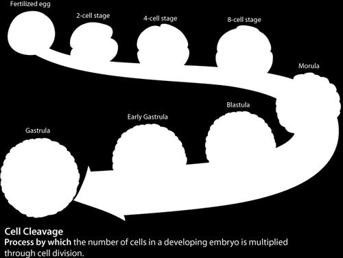 El desarrollo del embrión comprende tres etapas: Segmentación.