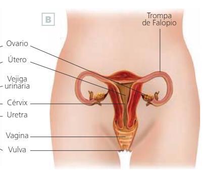 3. EL APARATO REPRODUCTOR FEMENINO El aparto reproductor femenino está constituido por los ovarios