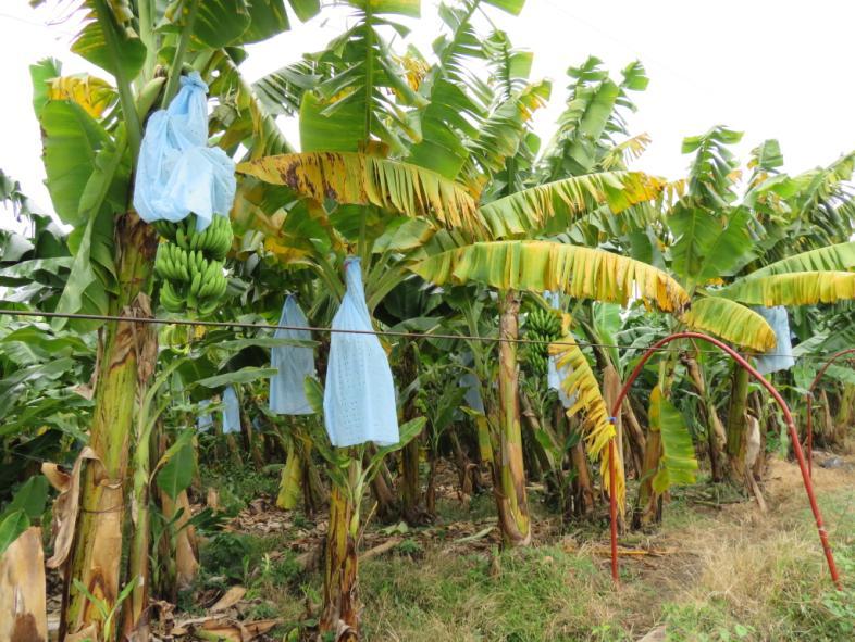 Chiapas, Nayarit y Tabasco; cabe señalar que a partir del mes de abril de 2015 el seguimiento de los predios o fincas de plátano se realiza de manera mensual en aquellos donde está presente el moko