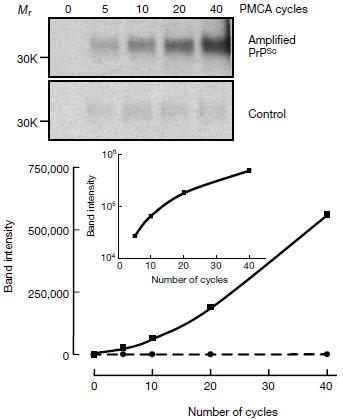 P M C A Protein Misfolding Ciclic Amplification. Análogo a PCR, pero con proteínas!
