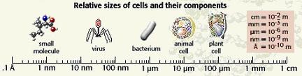 Proteínas que transmiten información conformacional y así