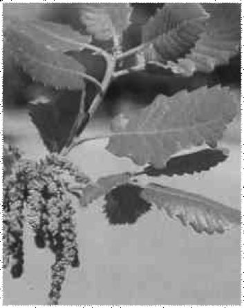Quercus canariensis (6) Es una especie silicícola que vive en suelos procedentes de la descomposición de areniscas, pizarras o granitos, aunque también se puede dar en calizas descarbonatadas.