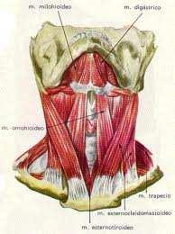 Ambos se ubican en la cara anterior del tronco e insertan en la clavícula, de ahí su denominación como troncozonales ventrales con inserción en la cintura escapular, el Omohioideo sale en dirección