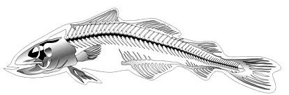 4.- Pinta cada animal siguiendo la clave. Los peces Son animales acuáticos que presentan un esqueleto interno. La presencia de aletas les permite nadar.