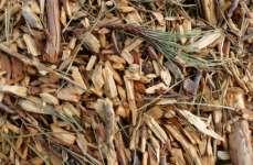 Biomassa: arbre o tronc triturat i