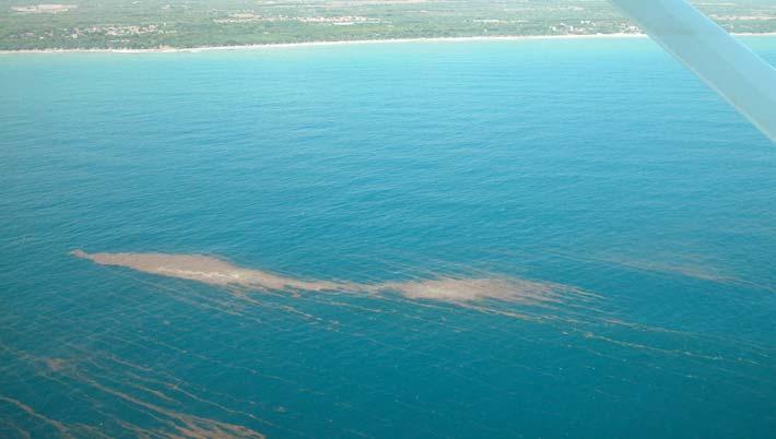 En algunes platges, principalment del municipi de Cambrils, s han acumulat restes vegetals i restes d origen humà, també a la sorra.