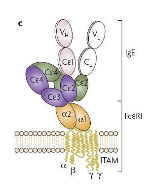 la IgE de las proteasas séricas IgE incrementa la expresión de FceRI en los basófilos IgE puede