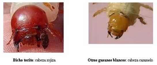 caramelo. Hay una sola excepción correspondiente a la larva de Bothynus sp. (raramente presente), que si bien su cabeza es de igual color a D.