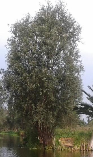 ahuejotes (Salix