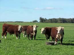 Plan Nacional de Respuesta al Cambio Climático Sector Agropecuario Ganadería y Lechería: Reducir las emisiones de metano en la lechería y en los encierros de ganado de carne promoviendo un