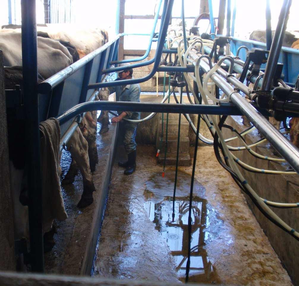 Máximo 1 4 18 33 exclusivos 1 trabaja en otra granja bovina 4 tienen bovinos en