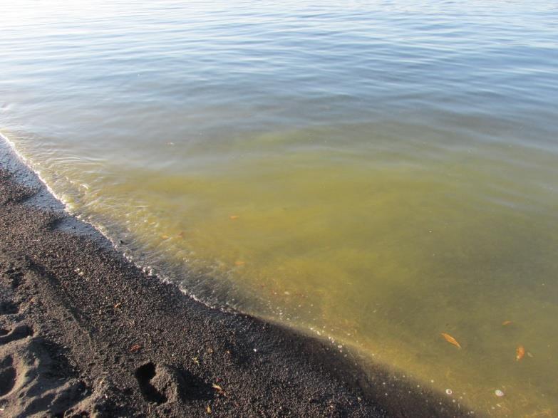 3 Uno de los principales problemas que afectan a los lagos del sur de Chile en general y el lago Villarrica en particular son los procesos de eutrofización.