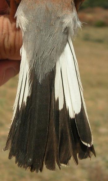 Diseño de la cola: izquierda macho; derecha hembra.