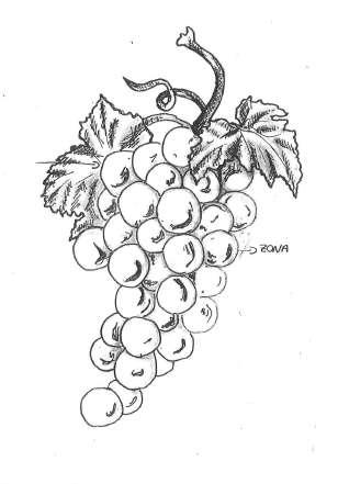 Recomendaciones para toma de muestras de uvas y mosto: CONTROLES DE MADURACIÓN UVAS Para vendimiar la uva en su punto adecuado, es necesario hacer controles de maduración.