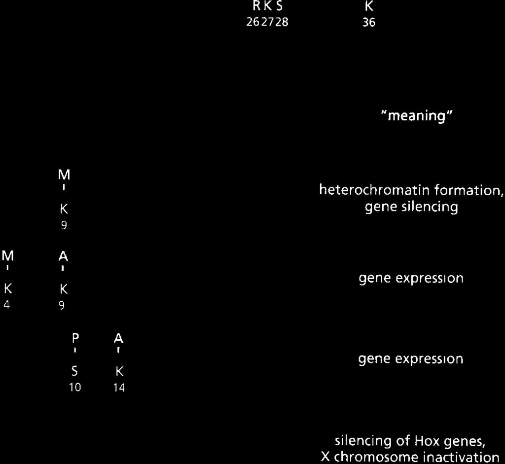 Interpretación del Lenguaje de Histonas: (A) MM RK 24 M lp KS 910 AAA MvrlM I