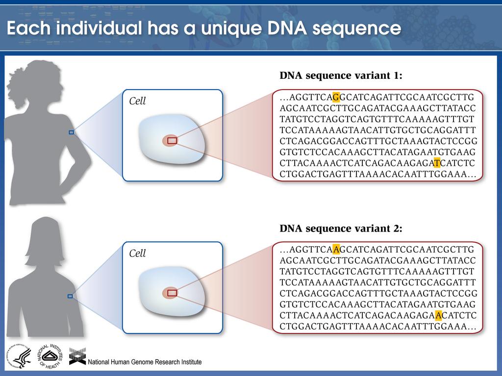 Cada individuo contiene una secuencia única de ADN