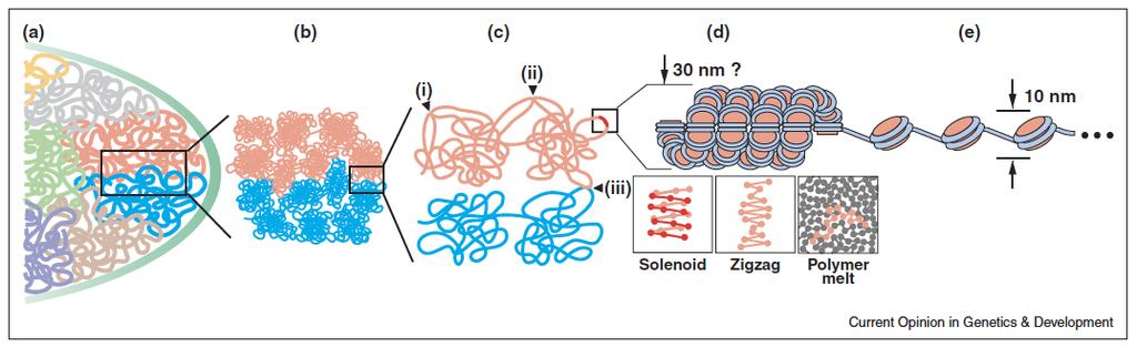 Organización de la cromatina Transcripción NO SI (i) Contactos frecuentes en módulos de cromatina (TADs) (ii) Contactos poco frecuentes en módulos