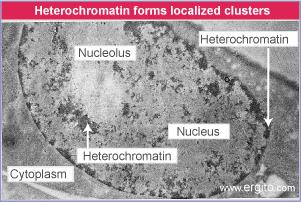El DNA eucarionte se compacta en diferentes tipos de Cromatina Eucromatina Heterocromatina La