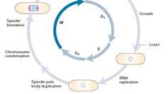 Duración del ciclo en una célula animal de replicación rápida G 1 : 9 hrs. S: 10 hrs. G 2 : 4,5 hrs. M: 30 min.