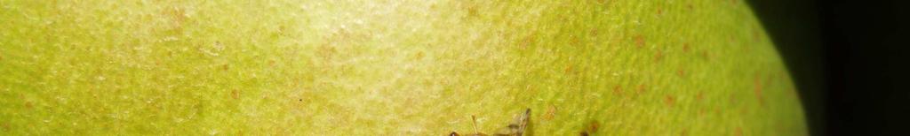 J.I. De la Cruz Adulto de Mosca de la Fruta OLIVAR MOSCA DEL OLIVO (Bactrocera oleae) NORTE PROVINCIA DE CÁCERES (GATA Y HURDES) Según las observaciones realizadas por técnicos de ATRIAS y del