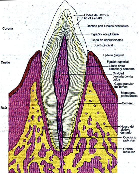 Figura N 3. Anatomía dentaria Fuente: Genesser F. Histología. Sobre bases biomoleculares.