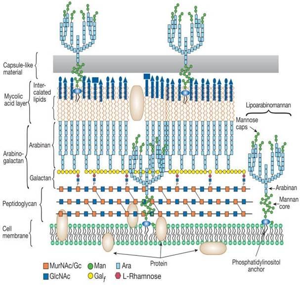 Características del género Mycobacterium Pared celular gruesa con gran contenido de lípidos complejos Acido