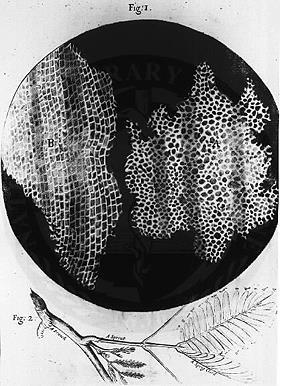Robert Hooke -En 1665 describió células (realmente solo paredes celulares