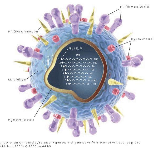 Virus H1N1