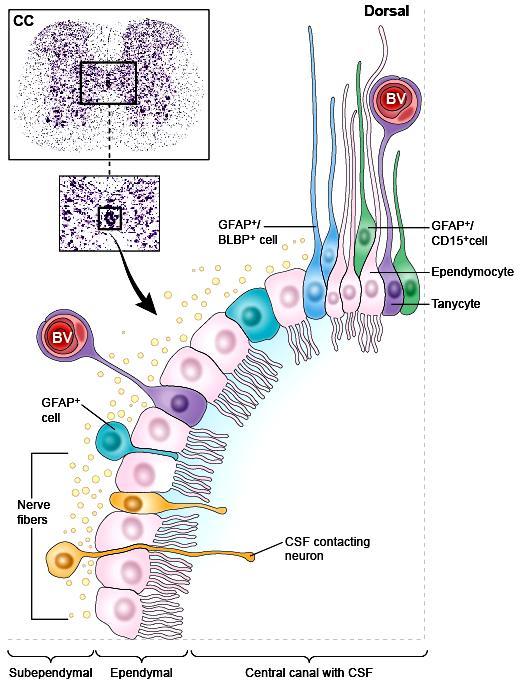 Neurogenesis en la médula espinal Células ependimales GFAP-BLBP se encuentran adosando el canal.