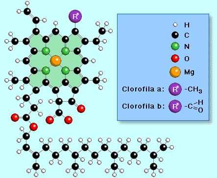 determinación de clorofila genera información acerca de la cantidad de biomasa que se encuentra en el cuerpo de agua que se estudia.