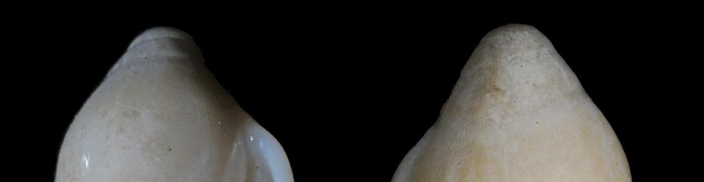 102 PÉREZ-DIONIS ET AL Descripción: Concha lisa y brillante, de tamaño pequeño a mediano comparado con otras especies africanas del género, de forma bicónica con la espira saliente y relativamente