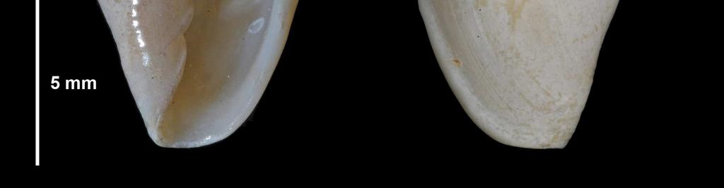 El labrum es varicoso, relativamente estrecho y algo engrosado, sin dentículos en su interior y está insertado en la espira por debajo de la sutura de la vuelta precedente.