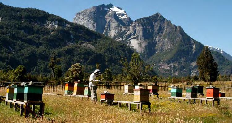(FRADA): Los apicultores registrados entre octubre 2016 y septiembre de 2017 en Chile
