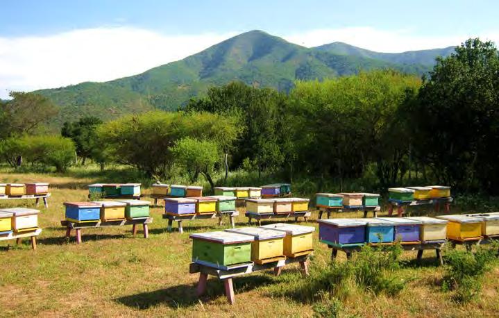 Se declararon un total de 779 mil colmenas agrupadas en 8.851 apiarios.