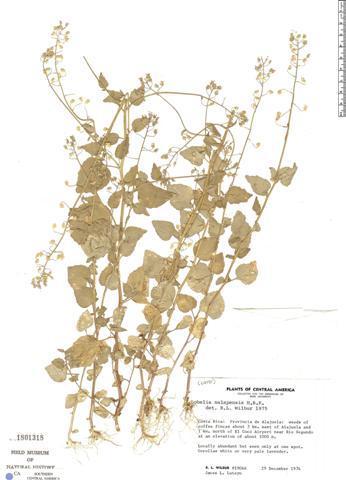 F. C. Juárez - Lobeliaceae 5 Foto 1. Lobelia xalapensis. Foto de Field Mus. Nat Hist. Bibliografía: Chiapella, J & S. G. Tressens. 1997.