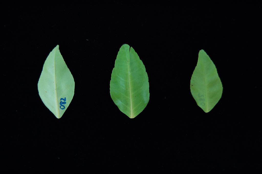 La evaluación de síntomas se ha realizado en parcelas experimentales del IVIA en Moncada que presentan un elevado nivel de inóculo tanto en hojas como en frutos.