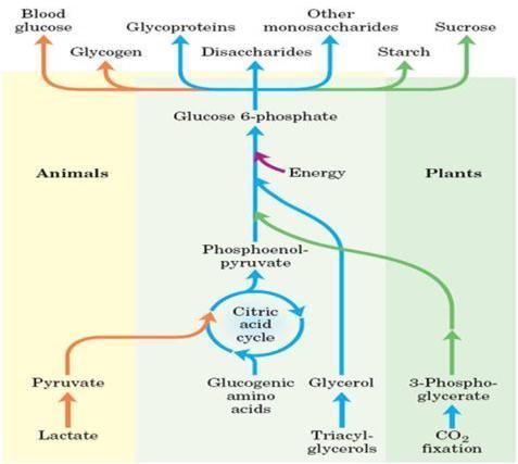 Algunas diferencias entre catabolismo y anabolismo Catabolismo => ATP, NADH, NADPH Anabolismo: energía + precursores => biomoléculas complejas Las rutas catabólicas son oxidativas Las rutas