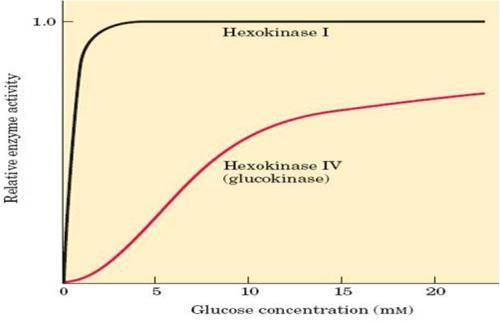 Propiedades cinéticas diferenciales de 2 isoformas de la hexoquinasa