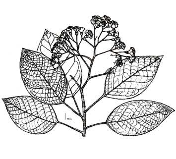 Ma. Goreti Campos-Ríos: Revisión del género Bourreria P. Browne (Boraginaceae) en México Fig. 13. Bourreria pulchra (Millsp.) Greenm.